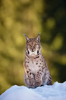 Wald: Portrait of Eurasian Lynx (Lynx lynx), subspecies
