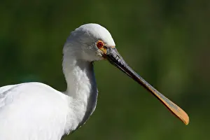 Adaptation: Portrait of Eurasian Spoonbill (Platalea leucorodia)