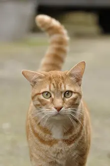 Shor: Portrait of an European Cat Yport France