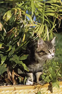 Containers: Portrait of a European kitten outdoors Charente France