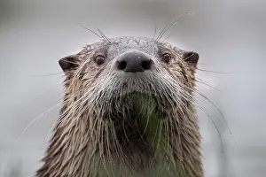 Neuhaus: Portrait of an european otter (Lutra lutra), Neuhaus