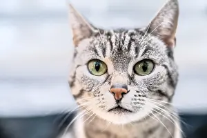 Shorthaired: Portrait of a European shorthaired felidae (Felis