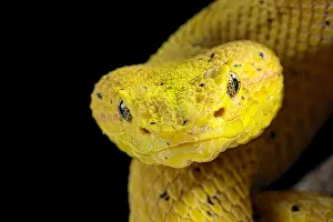 Rica: Portrait of Eyelash viper (Bothriechis schlegelii)