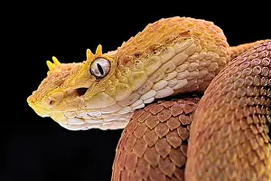 Rica: Portrait of Eyelash viper (Bothriechis schlegelii)