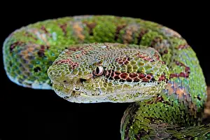 Rica: Portrait of Eyelash viper (Bothriechis schlegelii)