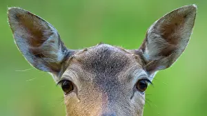 251020: Portrait of a Fallow deer ( dama dama) eyes, look