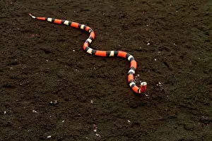 Coluber: Portrait of False Coral Snake (Erythrolamprus aesculapii)