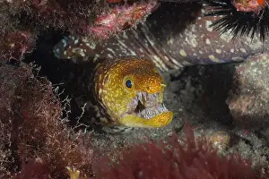 Moray: Portrait of fangtooth moray (Enchelycore anatina)