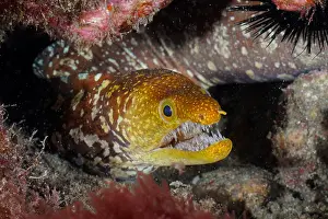 Moray: Portrait of fangtooth moray (Enchelycore anatina