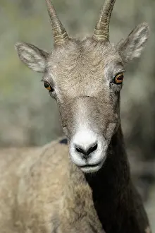 Ovis: Portrait of a female Bighorn Sheep