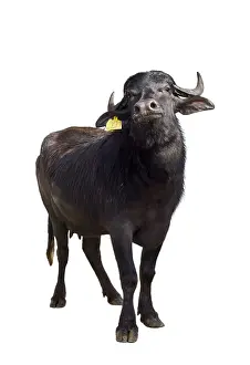 Naples: Portrait of a female Buffalo Region of Naples Italy
