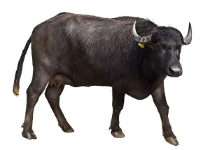 Naples: Portrait of a female Buffalo Region of Naples Italy