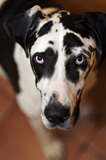 Mastiffs: Portrait of a female harlequin German mastiff in France