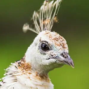 Peafowl: Portrait of Female Indian Peafowl (Pavo cristatu