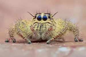 Hyllus: Portrait of a female jumping spider (Hyllus diardi)
