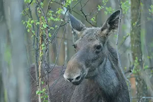 Alces: Portrait of a female Moose (Alces aces) looking