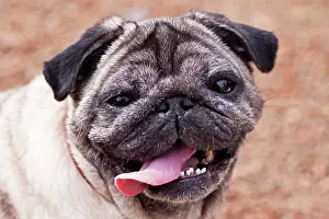 Bitch: Portrait of a female pug