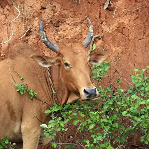 Zebus: Portrait of a female Zebu Mayotte