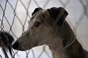 Greyhound: Portrait of a fence behind Galgo Spain
