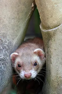 Plastic: Portrait of a ferret, France