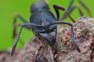 Vespoidea: Portrait of Fingerprint ant (Diacamma sp.)