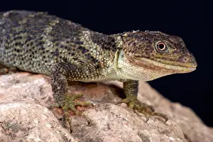 Colubrinae: Portrait of Flathead knob-scaled lizard (Xenosaurus