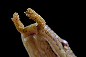 Colubridae: Portrait fo Tentale snake (Erpeton tentaculatum)