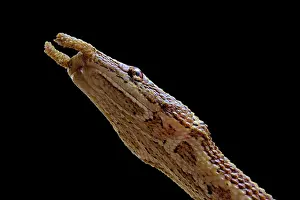 Colubridae: Portrait fo Tentale snake (Erpeton tentaculatum)