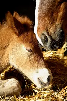 Wheedle: Portrait of Foal 1-day-old France