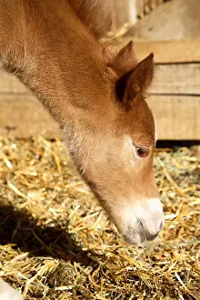 Stables: Portrait of Foal 1-day-old France