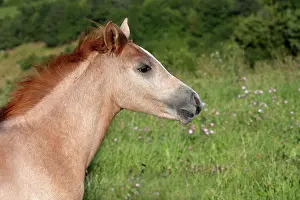 Saddle: Portrait of a foal in a meadow of Auvergne - France