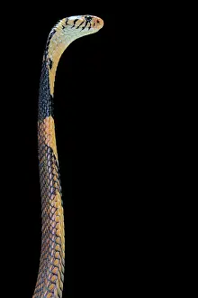 Elapidae: Portrait of Forest cobra (Naja melanoleuca) on black