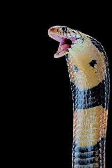 Aggressiveness: Portrait of Forest cobra (Naja melanoleuca) on black