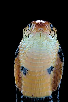 Elapidae: Portrait of Forest cobra (Naja melanoleuca) on black