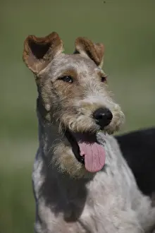 Regulation: Portrait Fox Terrier Wirehair France