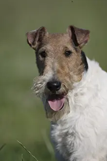 Regulation: Portrait Fox Terrier Wirehair France