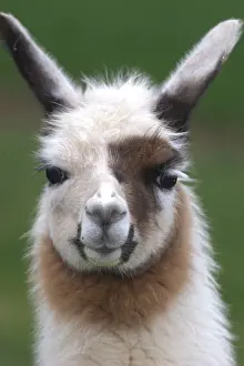 Lamas: Portrait of France Lama