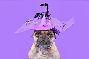 Portrait of French Bulldog dog with Halloween co