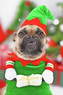 Container: Portrait of French Bulldog dog wearing Christmas elf costume