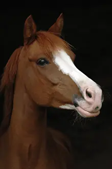 Examples: Portrait of French Saddle Pony - France