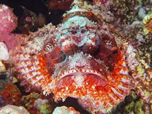 Scorpionfish: Portrait of Fringed Dragonhead (Scorpaneopsis oxycephala)