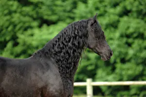 Barriers: Portrait of Frisian horse - France