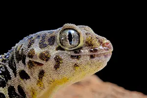 Gecko: Portrait of Frog-eyed gecko (Teratoscincus roborowskii)