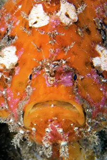 Frogfish: Portrait of Frogfish (Antennarius nummifer), Gran