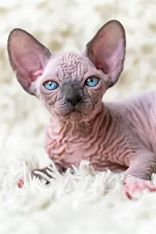 Fantasy: Portrait of funny Canadian Sphynx Cat kitten with