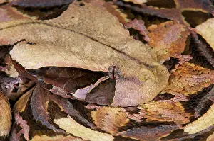 Ghana: Portrait of Gaboon viper (Bitis gabonica)