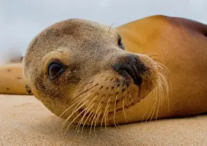 Californianus: Portrait of Galapagos sea lion (Zalophus wolleba