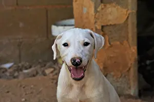 Greyhound: Portrait of a Galgo puppy 2 months old in his enclosure