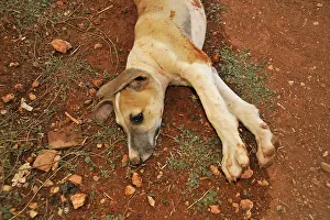 Greyhound: Portrait of Galgo puppy aged 2 months Spain