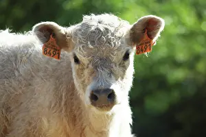 Materials: Portrait of Galloway calf in Vaucluse - France